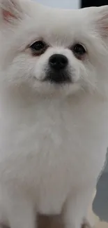 Fluffy white dog with soft fur, perfect for mobile wallpaper.