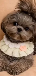 Adorable fluffy dog with hairdo on beige sofa.