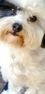 Adorable black and white fluffy dog looking curiously.