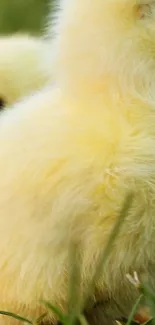 Close-up of cute yellow duckling pair in grass.