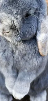 Wallpaper of a fluffy grey rabbit standing upright.