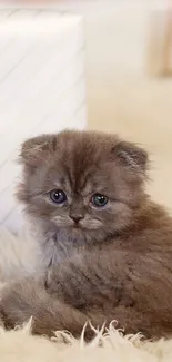 Adorable fluffy kitten sitting on a soft cozy rug, looking at the camera.