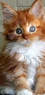 Adorable fluffy orange and white kitten sitting against a neutral background.