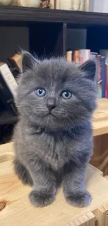 Adorable grey kitten with blue eyes on a wooden shelf.