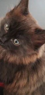 Fluffy dark-haired kitten with green eyes looking adorably at the camera.