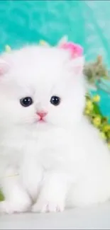 Adorable fluffy white kitten with teal background.