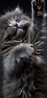 A cute fluffy kitten with blue eyes reaching up.
