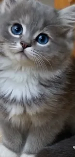 Gray fluffy kitten with blue eyes looking up adorably.