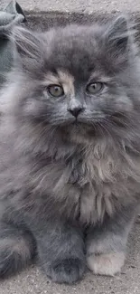 Fluffy grey kitten sitting on a pavement outdoors.