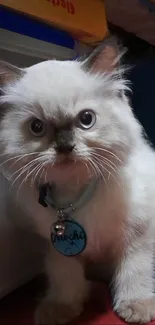 Adorable fluffy kitten with blue eyes sitting on carpet.