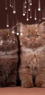 Three fluffy brown kittens on a brown background.