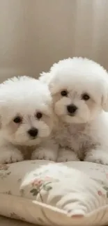Two fluffy puppies lying on a floral cushion.