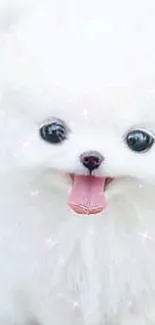 Adorable white fluffy puppy with pink tongue out, looking playful and cute.