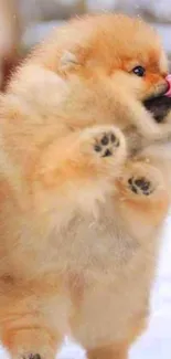 Adorable fluffy puppy playing in the snow, tongue out in a cute moment.