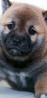 Cute fluffy puppy with brown fur, sitting and looking adorable.