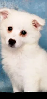 Fluffy white puppy with blue background.