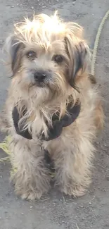 Fluffy dog sitting on a dirt path with a playful expression.