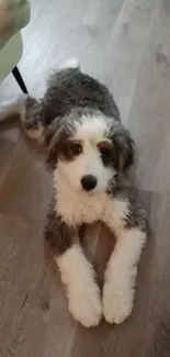 Adorable fluffy puppy on a wooden floor.