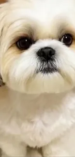 Adorable fluffy puppy with big eyes looking cute.