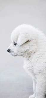 Cute white fluffy puppy on a beach.