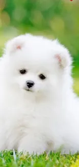 Adorable fluffy white puppy on green grass with red heart.