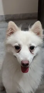 Adorable fluffy white dog smiling on marble floor.