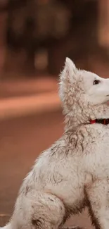 Adorable fluffy white dog sitting outdoors.