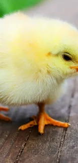 Fluffy yellow chick on wooden surface.