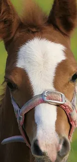 Close-up of a foal with a harness in a field.