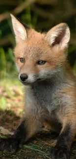 Adorable fox cub sitting in forest setting.