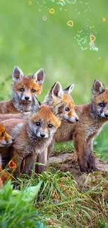 Adorable fox cubs play in a lush green meadow.