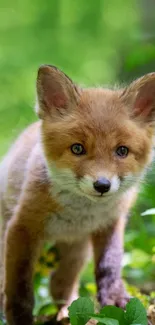 Adorable young fox in lush green forest, perfect wallpaper.