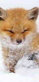 Adorable fox sitting in the snow with eyes closed.