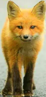 Cute young fox on a road with a soft focus background.