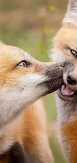 Two playful foxes nuzzling in nature.