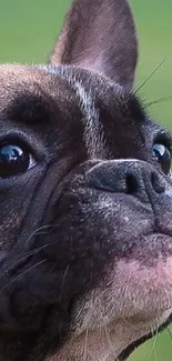 Close-up of a French Bulldog with a green background.