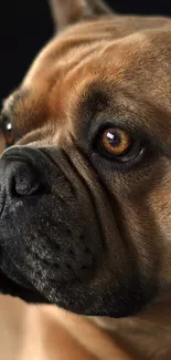 Close-up portrait of a French Bulldog with a charming expression and warm brown tones.