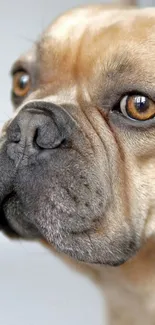 Close-up portrait of a cute French Bulldog, showcasing its expressive eyes.