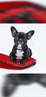 Adorable French Bulldog on a red cushion, perfect mobile wallpaper.