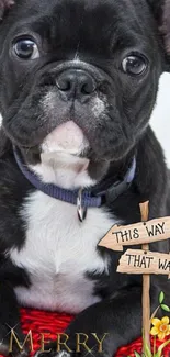 French bulldog with sign and flowers on mobile wallpaper.