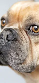 Close-up of a cute dog's face with expressive eyes and soft fur.