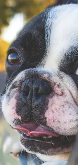 Close-up of a French Bulldog with a calm expression.