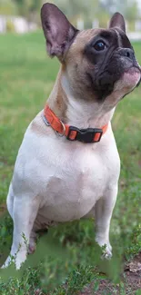 Adorable French Bulldog with orange collar on grassy field.