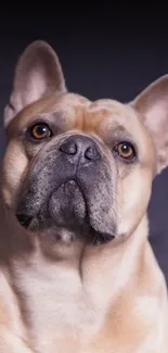 Cute French bulldog with beige fur and curious expression.