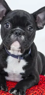 Cute French Bulldog puppy on red pillow.