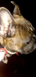 Close-up of a French Bulldog with brindle coat and red collar.