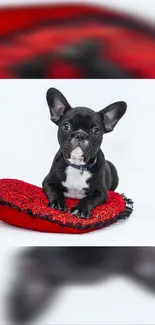 French Bulldog puppy on red cushion.