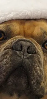 Close-up of a cute French Bulldog with a white hat.