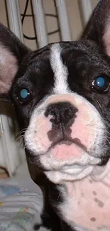 Charming French Bulldog puppy with big ears.