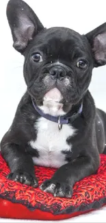 Adorable French Bulldog on a red pillow.